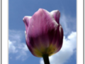 Petals of Purple tulip with a blue sky
