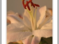 Sunset on white lily heart