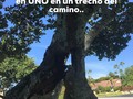 ¡La Naturaleza, nuestro Gran Regalo de Maestra! . Es que nacemos separados, en cuerpos distintos, y allí empieza nuestra “ilusión de separación”. . Cuando la verdad es que SOMOS iguales, viviendo en diferentes cuerpos... . Con solo mirar la Naturaleza podemos RECORDAR y despertar del sueño donde estamos creyéndonos que somos solo esta materia, cuerpo, mente separados unos de otros... . Cuando comenzamos a vernos como iguales, podemos sentirnos parte y todo de todo.. . . Sentir que realmente podemos ayudarnos acompañándonos en el camino y apoyándonos los unos en los otros siempre... . Asi como estos arboles que crecieron separados y en un momento se UNIERON, FUNDIENDOSE en uno solo... ¿Tal vez para tomar fuerza? ¿Tal vez para entregar fuerzas?.. . El caso es que de cualquier manera observamos como se UNEN, adhieren el uno al otro, dvesvaneciendose su “individualidad”, (persona, etiqueta, titulo) en un trecho de su camino... . ¿Que nos enseña Madre Tierra? No hay separación, somos uno... Nos enseña que el EXITO realmente se siente si es el de todos!!!! . A DESPERTAR, abriendo nuestros ojos desde el corazón conectandonos al mundo intangible, invisible, del que SOMOS parte y donde esta el camino de lo que vinimos a experimentar y evolucionar... cminando hacia lo transpersonal.. .   complecionysanacion@gmail.com @complecionysanacion Mi tarea es compartir mensajes y camino que te pueden dar pistas en tu búsqueda. Seamos motivadores e inspiradores de encuentro interno. . ¿Buscas bienestar? Pregunta lo que desees conocer y saber acerca del Camino Sistemico. . #experiencia #camino #hoy #pasosconscientes #aprendiz #despertar #sueño #pesadilla #transpersonal #expansion #desinstalandocreencias #constelaciones #coaching #desinstalandocreencias #reconocer #reconciliar