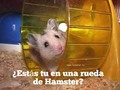 En la consulta… . Los vacíos emocionales son aquellos que siento como carencias, como huecos, con la profunda sensación de que falta algo, con la imperante necesidad de ser llenados. . Esta sensación tiene su origen en el haber sentido desde muy temprano en la infancia poco a poco, que “algo malo esta sucediendo en mi; algo malo tengo yo”… . Confusión en creer que ERA inadecuada, incompleta, con defectos, creer que no era como “debiera ser”… . Al grabar esta creencia, firmo mi sentencia para que el resto de mi vida busque desesperada que estos vacíos sean llenados por otros desde afuera… . Llega un momento en que al no haberlo conseguido, caemos en un cansancio, un agotamiento emocional profundo que nos lleva a caer en adicciones, con las que nos distraemos del profundo dolor tras dolor que sentimos…  Y caemos en la peor auto-trampa en nuestras vidas, repitiendo sin fin el correr dentro de una rueda de Hamster propia..  . 💖👣💖👣💖👣💖 . Sesiones terapéuticas, acompañamiento, asesorías; presencial o en linea, grupales o individuales.  +1(954)7786089 .  @complecionysanacion complecionysanacion@gmail.com - - - - - - - - - - - - - - - -  #consciencia #desarrollopersonal #transformacion #expansion #conscienciauniversal #transmutarenergia #conexionespiritual #crecimientopersonalyespiritual #acompañamientoemocional  #sanacioncuantica