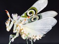 #TalentedPhotographers ~ James Usill ~ Spiny Flower Mantis (Pseudocreobotra wahlbergii). Its cousin is the Praying Mantis. ~ jamesusilljournal.tumblr.com ~ #naturephotography #exoticpets #insects #nature #artandphotography @Tumblr    #Instagram  @treathylfoxcmoneyspinner