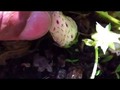 Liked on YouTube: Pineberries, white strawberries Hulu berries!!!!!