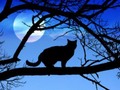 10 superstitions involving black cats and good luck | 3 Million Dogs
