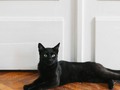 Why Are Black Cats A Halloween Symbol? Here’s The History Behind This Spooky Holiday Icon