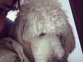 Esta es una verdadera compañera de batallas #LaMásLinda #Abril #AmorPerruno🐶 #MiCuchurrumita