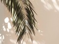 🌴🌴