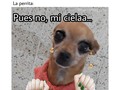 👉@ninathechihuahua.gt