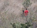 Por querer apagar el fuego de su pasión en el monte, terminan haciendo un incendio forestal.:(