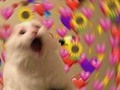 Yo viendo cómo se ve de hermosa la lagatomiau en las fotos del combo