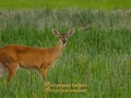 #venado#deer#reservanaturalmatafresca#naturaleza#belleza#fauna#llanoadentro #programatvagro #elcanaldelcampo @sergioguerralopez @santiariasortiz