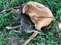Quien dijo que los perros y gatos pelean  #fundomatafeesca #perrocriollo #gatocriollo #casanare #colombia #orocue 🐈 Gaspar 🐕 chocolate