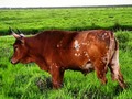 Toro Criollo Casanare Puro (Colorado Zardo) toro de 38 meses  Bajos llenos de lanbedora y pasto negro de bajo.🌱🍃🌱🌱🐂 Feliz Fin de Semana