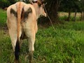 Vaca Criolla Casanare  Demostrando que si producimos Carne con solamente agua y pasto sin suplementos 💪🏻