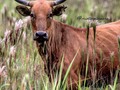 Vaca Criolla con sus cachos amolados para defender su cría de sus enemigos 💪🏻🐂❤️ . . . .Ganadería Mata Fresca . Ganado . .Criollo Casanare ⭐️🔝 Vaca Criolla con sus cachos amolados para defender su cría de sus enemigos 💪🏻🐂❤️ . . . . Ganadería Mata Fresca . . . Ganado Criollo Casanare ⭐️🔝