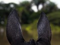 Mi mula negra siempre atenta de todo mal y peligro 🐴♥️ #chulita  #CriaderoElPalmar  #mulas #sabana