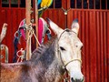 Todos posan para la 📷🦜🐴❤️ #rereservanaturalelpalmar #casanare #Tilodiran #Yopal #llano @elpalmarcriadero