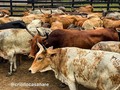 Feliz inicio de semana para todos mil Bendiciones en estos días duros para nuestro país y el mundo 🙏🏽 #ganadocriollocasanare #asocriollocasanare #rusticidad #adaptabilidad #habilidadmaterna #carne leche #trabajo #llano #sabanasinundables #Orocue #Casanare🇧🇫🇨🇴