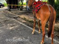 Nada más sabroso que una buena mamona y cabalgar en los lomos de una buena bestias @elpalmarcriadero