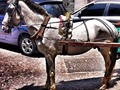 DownTown Horse #barranquilla #colombia #enmicolombia #horse #animal #street #ig_colombia #instapic @iiguaran #enkillamequedo #moorning #morning
