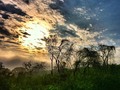 TROCHASTYLE #barranquilla #colombia #ig_colombia #sunday #morning #jungle #trochastyle #wood #amazing #nature #scenary #iphonero #picoftheday #skypainters #morning #sunday #cloud #sun #tree #enmicolombia #ig_time #instamoment #nofilter #wood #jungle