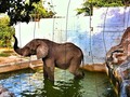 ZOOQUILLA ELEPHANT #ig_zoo #igerscolombia #ig_colombia #natural #scenary #amazing #life #enmicolombia #barranquilla #colombia #elephant