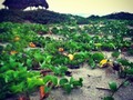 PUNTA CANGREJO #instamoment #ig_colombia #igerscolombia #beach #photoamateur #amazing #natural #life #teamphotofollow #followerpicture #editpro #photooftheday #ig_animal #cangrejo #puntacangrejo #barranquilla #colombia #followtofollow #followback #likephoto #instagram #picturepro