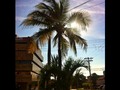 PALM3 IN THE STREET #barranquilla #morning #palmtree #iphonegraphy #street #picoftheday #day #sun #cloud #back #building #enmicolombia #colombia #ig_city #igerscolombia #ig_colombia