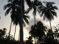 Todo Gracias Al Creador DIOS y La Magia De La Naturaleza!! #tayrona #walking #ecotour #enmicolombia #palms #sky #sun #morning