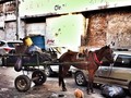 THE HORSE CRASH&DOG #enmicolombia #barranquilla #colombia #horse #crash #dog #street #iphonepicture #pixfx