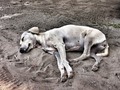 DOGY SLEEP!! #enmicolombia #instadog #pictureanimal #dog #colombia #barranquilla #chiringuito #sleep