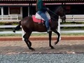 Tana Guió Montando a Sol de San Francisco ( Hermano Sol ❌Marco Antonio ). Caballo de silla 🙌🙌🌸🌈🌈✔️