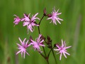 (via ragged robin herb ) In internal use, ragged robin herb, is used to treat catharic bronchial … In external use medicinal herb is used to treat wounds.