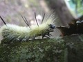 caterpillar on a log