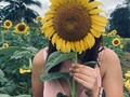 🌻✨