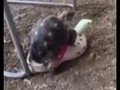 Cuando consigues muñeca inflable.