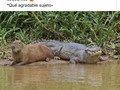 Encontré mi espíritu animal.