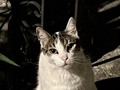 Este señor es muy chistoso! 🐈
