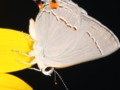 Macro buuterfly