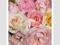 Hoy encuentras muuuuchos estilos de rosas en Decoamoblartte,ven por las tuyas para decorar todo el año tus floreros.