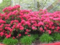 Flowers in the Garden