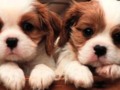 My two cute puppies in a small bag