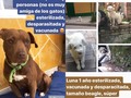 #Buscounhogarconamor🏠💝🧚🏻‍♂️ Mi amiga @mestizaenpurpura es una divina y recogió est@s 6 perrit@s abandonad@s que están en #adopcion. En su fundación @somosmestizos pueden optener más información de cada un@. Si saben de personas serias que quieran adoptar no duden en preguntar . #perrosenadopcion #perritosenadopcion #adoptaunperro #somosmestizos #buscounhogarconamor