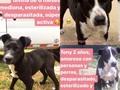#Buscounhogarconamor🏠💝🧚🏻‍♂️ Mi amiga @mestizaenpurpura es una divina y recogió est@s 6 perrit@s abandonad@s que están en #adopcion. En su fundación @somosmestizos pueden optener más información de cada un@. Si saben de personas serias que quieran adoptar no duden en preguntar . #perrosenadopcion #perritosenadopcion #adoptaunperro #somosmestizos #buscounhogarconamor