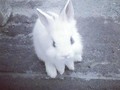 Copita!!!!!!!! 😍😍😍 #Bunny