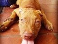 #strongdog #pitbull #pitbulllove #bully #mydog #fuerte #adez #dog #bestfriend #compañero #incondicional #love #like4like #followme #goodboy