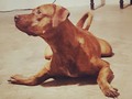 #strongdog #pitbull #pitbulllove #bully #mydog #fuerte #adez #dog #bestfriend #compañero #incondicional #love #like4like #followme #goodboy