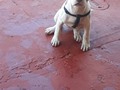 #strongdog #pitbull #pitbulllove #bully #mydog #fuerte #princesa #dog #bestfriend #compañera #incondicional #love #like4like #followme #goodgirl #kiara