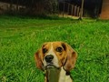 Les presento a Romy #SuperLuna #beagle