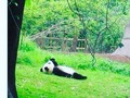 A veces solo quisiera ser un panda