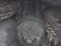 turtle head